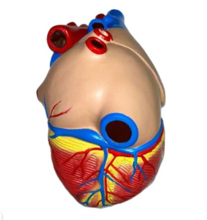 Купить Модель сердца человека 3 части увеличенное в 3 раза на подставке