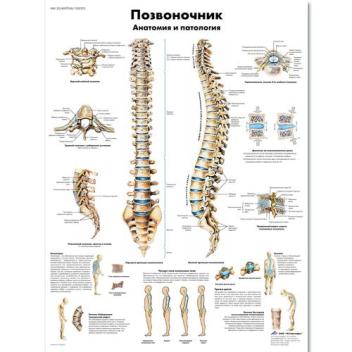 Медицинский плакат "Позвоночник человека"