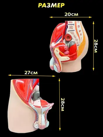 Анатомическая модель мужской репродуктивной системы 3 части