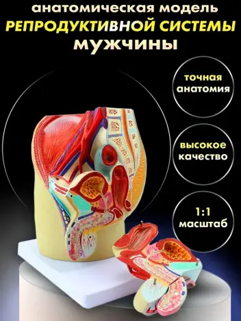 Анатомическая модель мужской репродуктивной системы 3 части