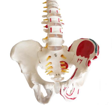Купить Модель позвоночника и таза человека с мышцами на подставке 85 см в натуральную величину