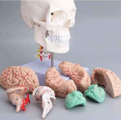 Модель черепа взрослого человека с мозгом и шейными позвонками на подставке 3 части в натуральную величину