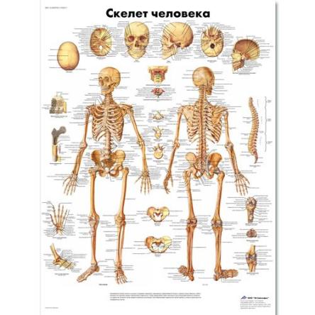 Купить Медицинский плакат "Скелет человека"