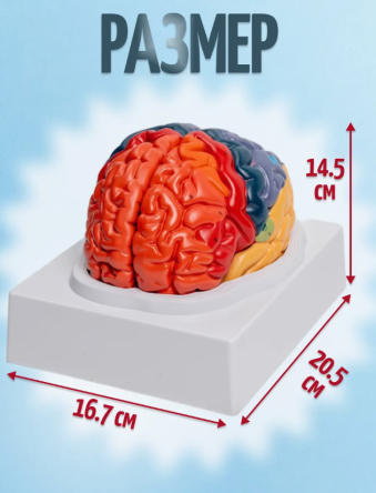 Купить Анатомическая модель мозга человека 2