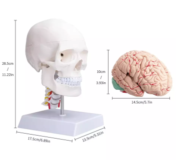 Модель черепа взрослого человека с мозгом и шейными позвонками на подставке 3 части в натуральную величину