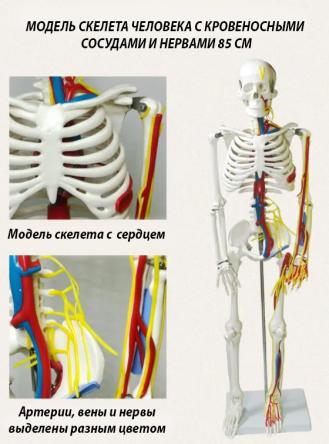 Купить Модель скелета человека с кровеносными сосудами и нервами 85 см 6