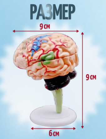 Купить Анатомическая модель человеческого мозга 4D 2