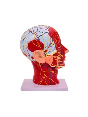 Анатомическая модель нервной системы головы человека с мышцами