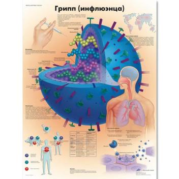 Медицинский плакат "Грипп"