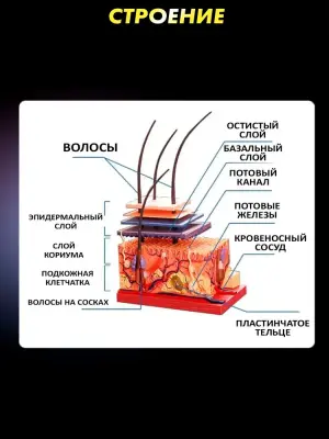 Анатомическая модель структуры кожи и волос человека