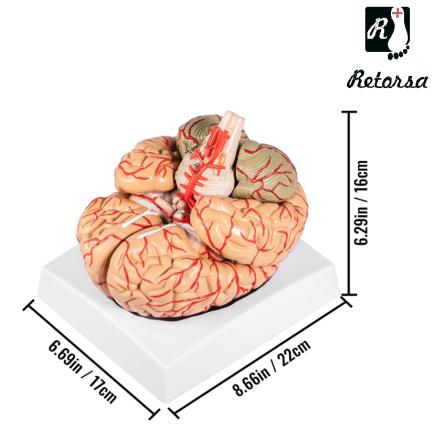 Купить Модель мозга 9 частей на подставке