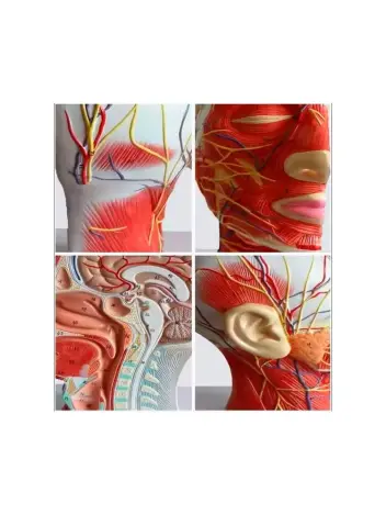 Анатомическая модель нервной системы головы человека с мышцами