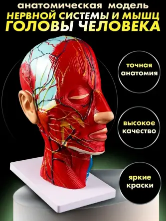 Купить Анатомическая модель нервной системы головы человека с мышцами 0