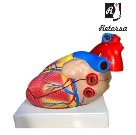 Купить Модель сердца человека 3 части увеличенное в 3 раза на подставке
