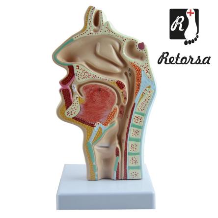 Купить Модель человеческого рта, носа и глотки