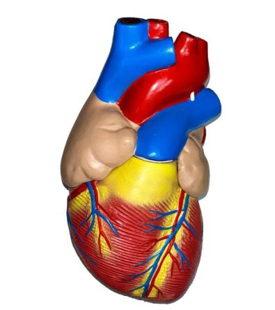 Купить Модель сердца человека 3 части увеличенное в 3 раза на подставке