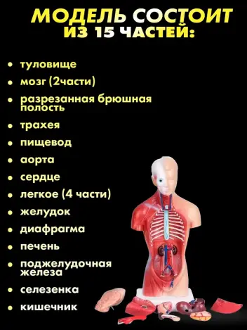 Анатомическая модель торса человека со съемными органами 26 см