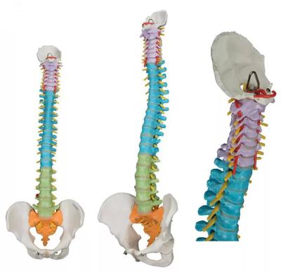 Модель позвоночника и таза человека окрашенная в разные цвета на подставке 85 см в натуральную величину