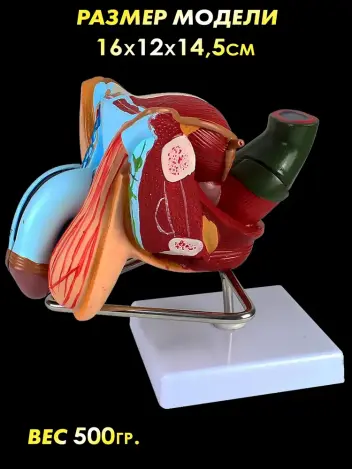 Анатомическая модель мужской репродуктивной системы