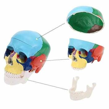 Модель черепа взрослого человека кости окрашены в разные цвета 3 части в натуральную величину